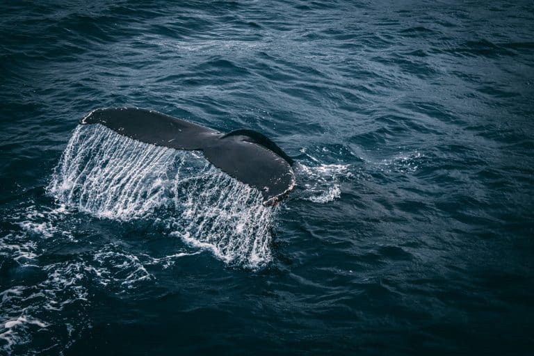 L&rsquo;Islande renonce officiellement à la chasse à la baleine