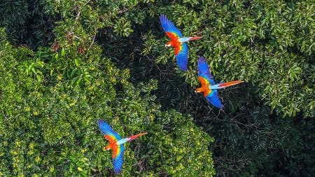 L’Amazonie pourrait définitivement disparaître dans 50 ans… L'Amazonie pourrait définitivement disparaître dans 50 ans