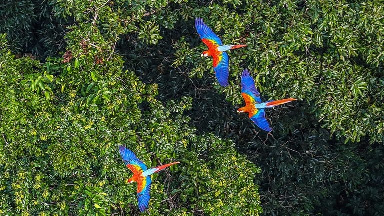 L&rsquo;Amazonie pourrait définitivement disparaître dans 50 ans…