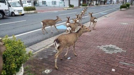 Les animaux débarquent dans les villes ! Les animaux débarquent dans les villes