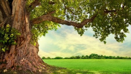 Les arbres produiraient des battements de cœur… Les arbres produiraient des battements de cœur