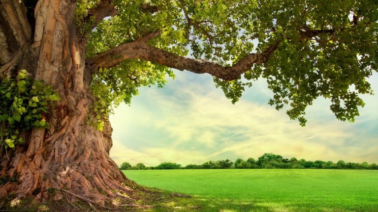 Les arbres produiraient des battements de cœur…