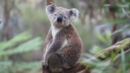Les koalas australiens retrouvent leur environnement après les incendies Les koalas australiens retrouvent leur environnement après les incendies