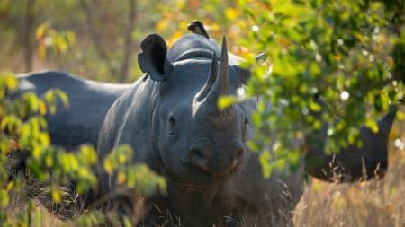 Les rhinocéros en danger à cause de la recrudescence du braconnage Les rhinocéros en danger à cause de la recrudescence du braconnage