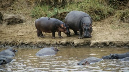 Un bébé hippopotame naît en Belgique Un bébé hippopotame naît en Belgique