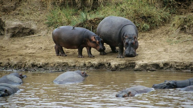 Un bébé hippopotame naît en Belgique