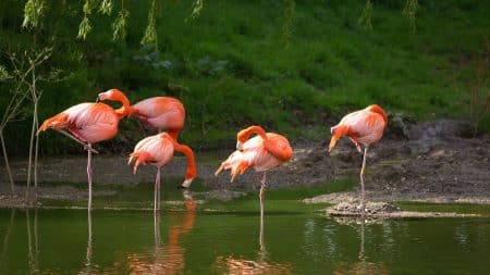 Baby-boom chez les flamants roses en Camargue ! Baby-boom chez les flamants roses en Camargue