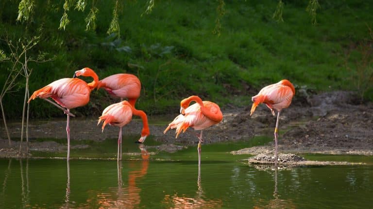 Baby-boom chez les flamants roses en Camargue !