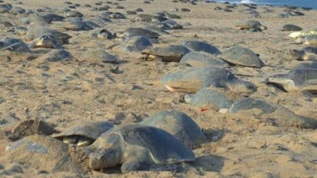 Des tortues par centaines sur les plages en Inde Des tortues par centaines sur les plages en Inde