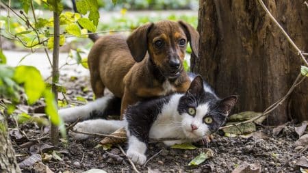 La Chine exclut les chiens et les chats de la liste des animaux comestibles La Chine exclut les chiens et les chats de la liste des animaux comestibles