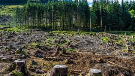 L’Union européenne 2ème responsable de la déforestation dans le monde La déforestation en Amazonie se poursuit à l'abri des regards
