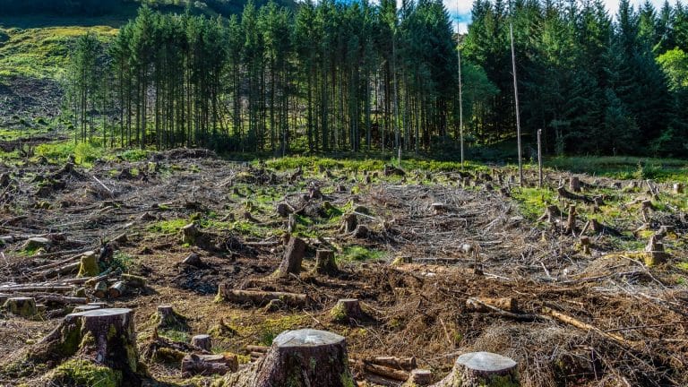 L&rsquo;Union européenne 2ème responsable de la déforestation dans le monde