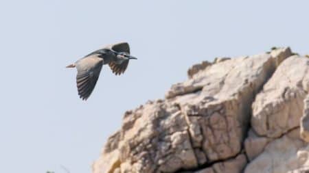 La nature reprend ses droits dans les calanques marseillaises La nature reprend ses droits dans les calanques marseillaises