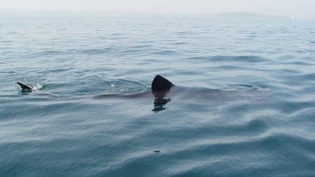 Le retour des requins pèlerins en Bretagne Le retour des requins pèlerins en Bretagne