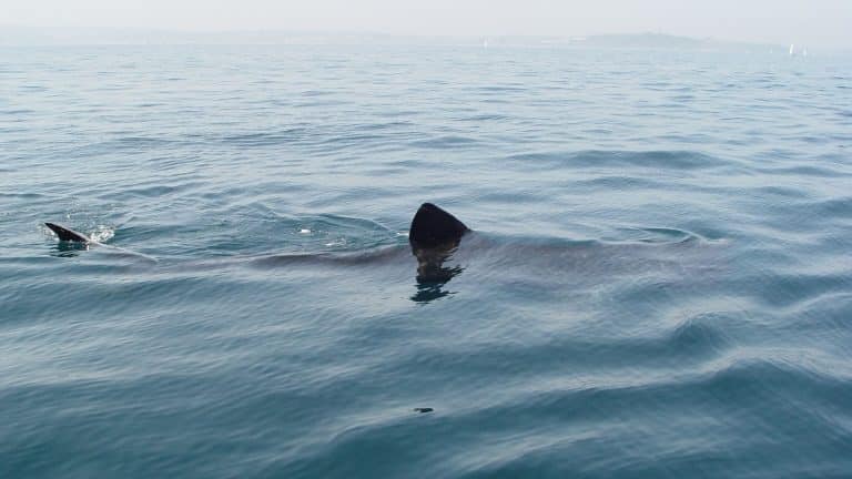 Le retour des requins pèlerins en Bretagne