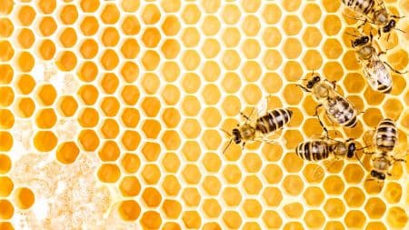 Les abeilles reprennent du service ! Les abeilles reprennent du service