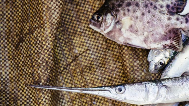 Les poissons vont-ils bénéficier du confinement ?