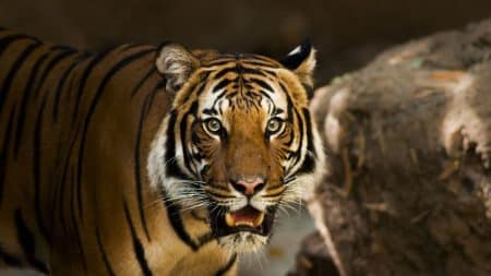 Un tigre du zoo de New York testé positif au Covid-19 Un tigre du zoo de New York testé positif au Covid-19