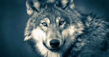 20 espèces d’animaux sauvages de retour dans nos villes !