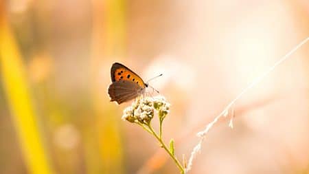 Comment la nature va-t-elle vivre le déconfinement ? Comment la nature va-t-elle vivre le déconfinement