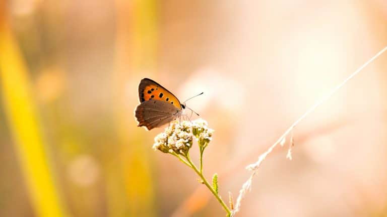 Comment la nature va-t-elle vivre le déconfinement ?