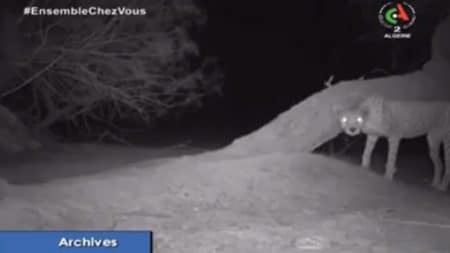 Le grand retour du guépard saharien ! Le grand retour du guépard saharien