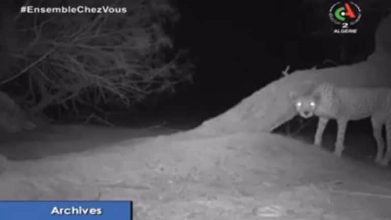 Le grand retour du guépard saharien !