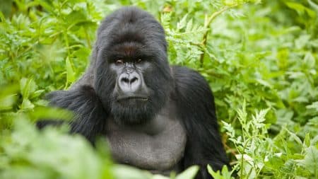 Leonardo DiCaprio s’engage pour sauver les gorilles du Congo Leonardo DiCaprio s'engage pour sauver les gorilles du Congo