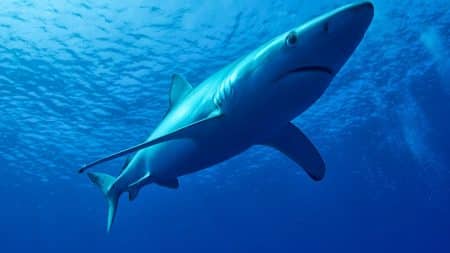 Un énorme requin bleu filmé dans le port de Sète Un énorme requin bleu filmé dans le port de Sète