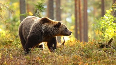 10 000 euros pour retrouver le tueur de l’ours des Pyrénées 10 000 euros pour retrouver le tueur de l'ours des Pyrénées