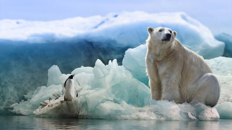 40 000 euros pour tuer un ours polaire