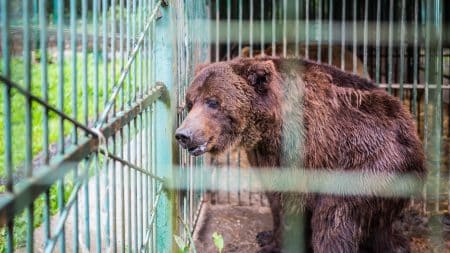 La catastrophe du trafic d’animaux en Albanie La catastrophe du trafic d'animaux en Albanie
