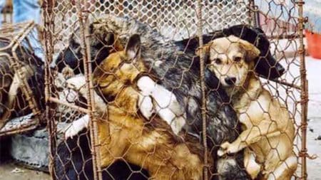 Le festival de la viande de chien et de chat vient d’ouvrir en Chine… Le festival de la viande de chien et de chat vient d'ouvrir en Chine...