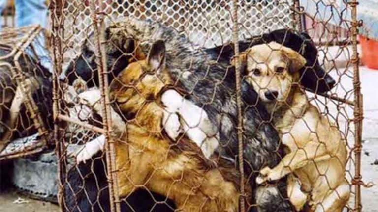 Le festival de la viande de chien et de chat vient d&rsquo;ouvrir en Chine…