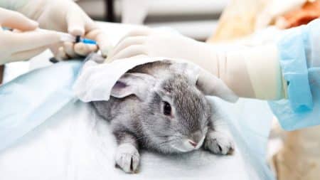 Un décret permet de revendre son animal à des laboratoires Un décret permet de revendre son animal à des laboratoires
