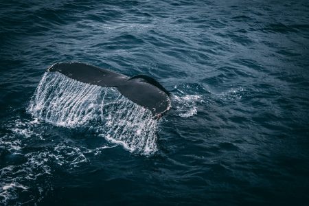 La population de baleines à bosses a retrouvé 93 % de son effectif d’origine !