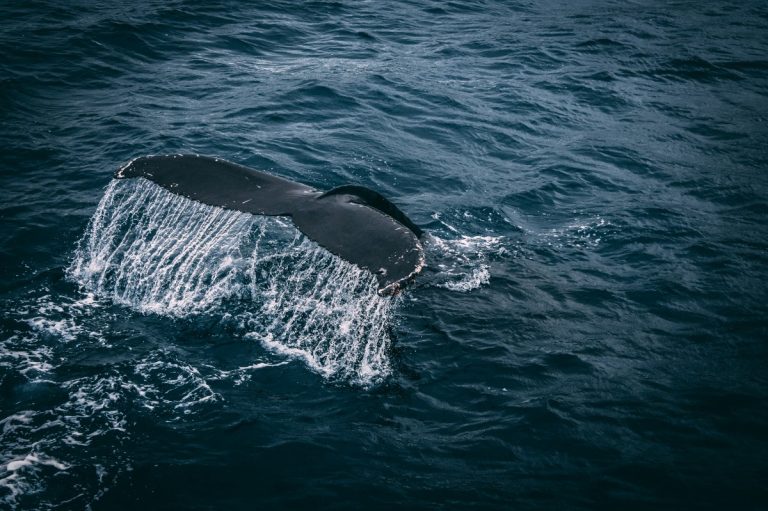 La population de baleines à bosses a retrouvé 93 % de son effectif d&rsquo;origine !