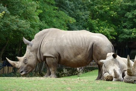 La population de rhinocéros blancs a augmenté de 35 000% en 100 ans