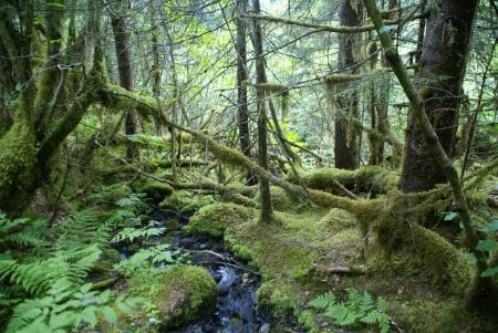L’Europe se prépare à accueillir une deuxième forêt vierge artificielle, pour préserver la biodiversité
