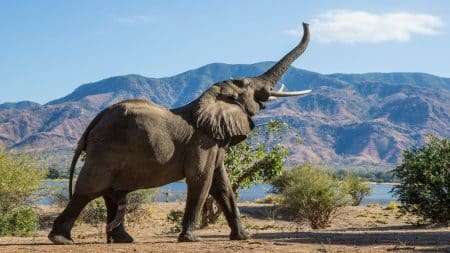 Bostwana : une enquête en cours après la mort de 275 éléphants Bostwana _ une enquête en cours après la mort de 275 éléphants