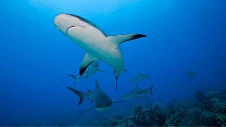 Disparition progressive des requins dans les récifs coralliens Disparition progressive des requins dans les récifs coralliens