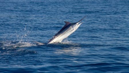 Incroyable, un marlin observé en Méditerranée Incroyable, un marlin observé en Méditerranée