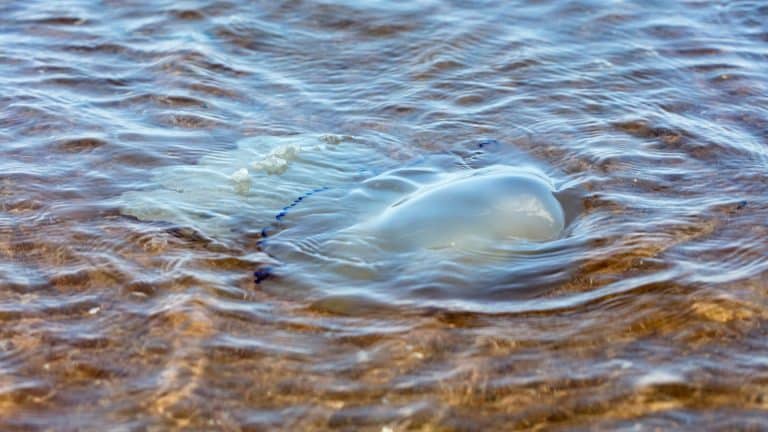 Invasion d&rsquo;un cousin de la méduse en Occitanie