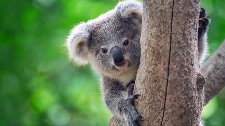 Les feux australiens ont tués ou déplacés 3 milliards d’animaux Les feux australiens ont tués ou déplacés 3 milliards d'animaux
