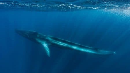Une baleine amputée de la queue sur le point de mourir près des côtés méditerranéennes Une baleine amputée de la queue sur le point de mourir près des côtés méditerranéennes