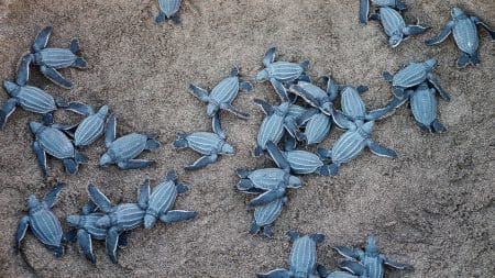 Une tortue pond ses œufs sur la plage de Fréjus Une tortue pond ses œufs sur la plage de Fréjus
