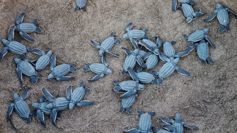 Une tortue pond ses œufs sur la plage de Fréjus