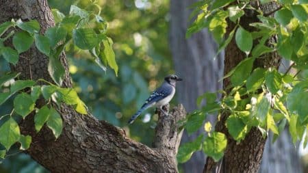 La chasse à la glu enfin interdite en France La chasse à la glu enfin interdite en France