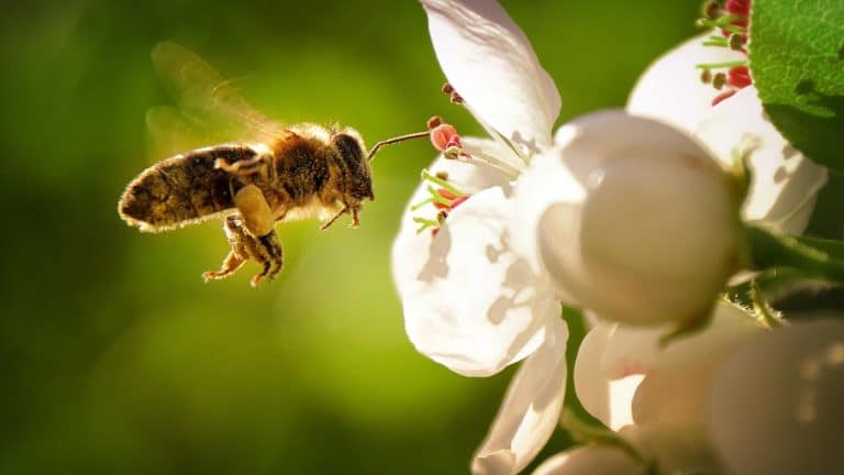 Les insecticides tueurs d&rsquo;abeilles à nouveau autorisés en France