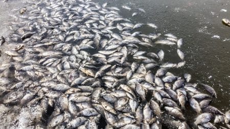 Nestlé attaqué pour la mort de milliers de poissons Nestlé attaqué pour la mort de milliers de poissons